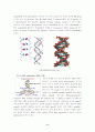 central Dogma(중심설)에 관하여 4페이지