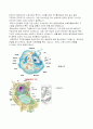 세포의 구조와 기능 9페이지