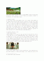 농촌관광 REPORT 16페이지
