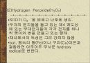 활성산소 황산화제 10페이지