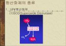 활성산소 황산화제 16페이지