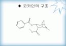 천연물 화학 진통제 16페이지