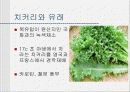 치커리-종류 용도 작용 3페이지