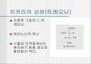치커리-종류 용도 작용 13페이지