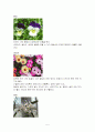 식용꽃에 관하여 6페이지