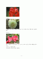 식용꽃에 관하여 8페이지
