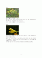 식용꽃에 관하여 10페이지