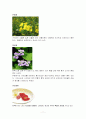 식용꽃에 관하여 11페이지