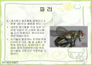 가정환경과 건강(진드기,해충,새집증후군,전자파) 11페이지