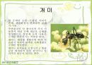 가정환경과 건강(진드기,해충,새집증후군,전자파) 12페이지