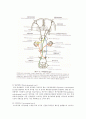 Motor tract (운동로 = dscending tract 하행전도로) 4페이지