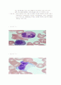 백혈구의 종류와 기능 3페이지