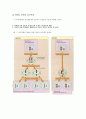 세포주기 (cell cycle) 5페이지