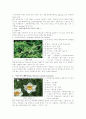 식물조사 6페이지