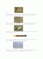 환경의 변화에 따른 생태계의 변화와 환경오염의 관계 7페이지