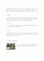 생활원예장식의 종류와 방법 7페이지