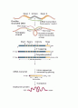 [자연과학] RNA Splicing 2페이지