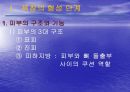 욕창관리 파워포인트 7페이지