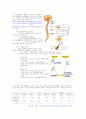 신경계에 대하여. 3페이지