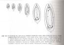 다배형성 16페이지