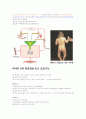 비타민의 종류와 특성 2페이지