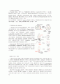 유전자 조작 실험 Ⅰ, Plasmid 및 DNA의 순수분리와 재조합 DNA 분자 제조. 2페이지