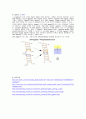유전자 조작 실험 Ⅰ, Plasmid 및 DNA의 순수분리와 재조합 DNA 분자 제조. 5페이지