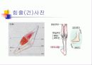 인대, 근육, 힘줄, 차이점 ppt 6페이지