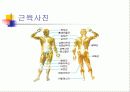 인대, 근육, 힘줄, 차이점 ppt 8페이지