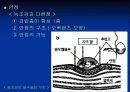 조류의 광운동 반응 12페이지