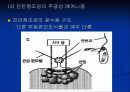 조류의 광운동 반응 14페이지