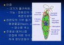 조류의 광운동 반응 17페이지