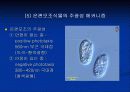 조류의 광운동 반응 18페이지