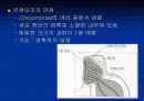 조류의 광운동 반응 19페이지