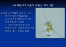 조류의 광운동 반응 20페이지