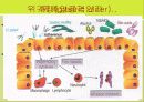 소화기계 질환(digest system disease)에 관한 팀프로젝트 30페이지