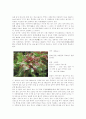 경엽채소에 대하여 2페이지
