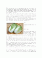 경엽채소에 대하여 3페이지