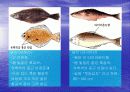 [해양생물학] 넙치에 대해서 8페이지