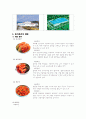 김치 산업의 현황과 대표기업(A+레포트) 16페이지