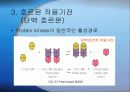 호르몬(Hormone)의 메카니즘에 관한 팀프로젝트//특A+급//그림 및 기작 풍부//평점 10을 노립니다 11페이지