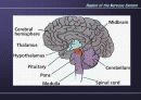 Nervous System 9페이지