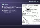 Nervous System 15페이지