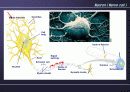 Nervous System 17페이지
