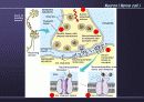 Nervous System 20페이지