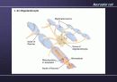 Nervous System 25페이지