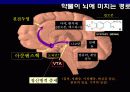 [생활건강학] 마약과 약물남용의 폐해 (담배,필로폰,알콜,마약) 10페이지