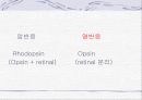 비타민의 정의 발견 및 명명 지용성 수용성 비타민 12페이지