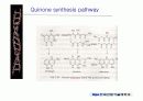 quinone 에 대해서 8페이지