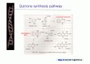 quinone 에 대해서 9페이지